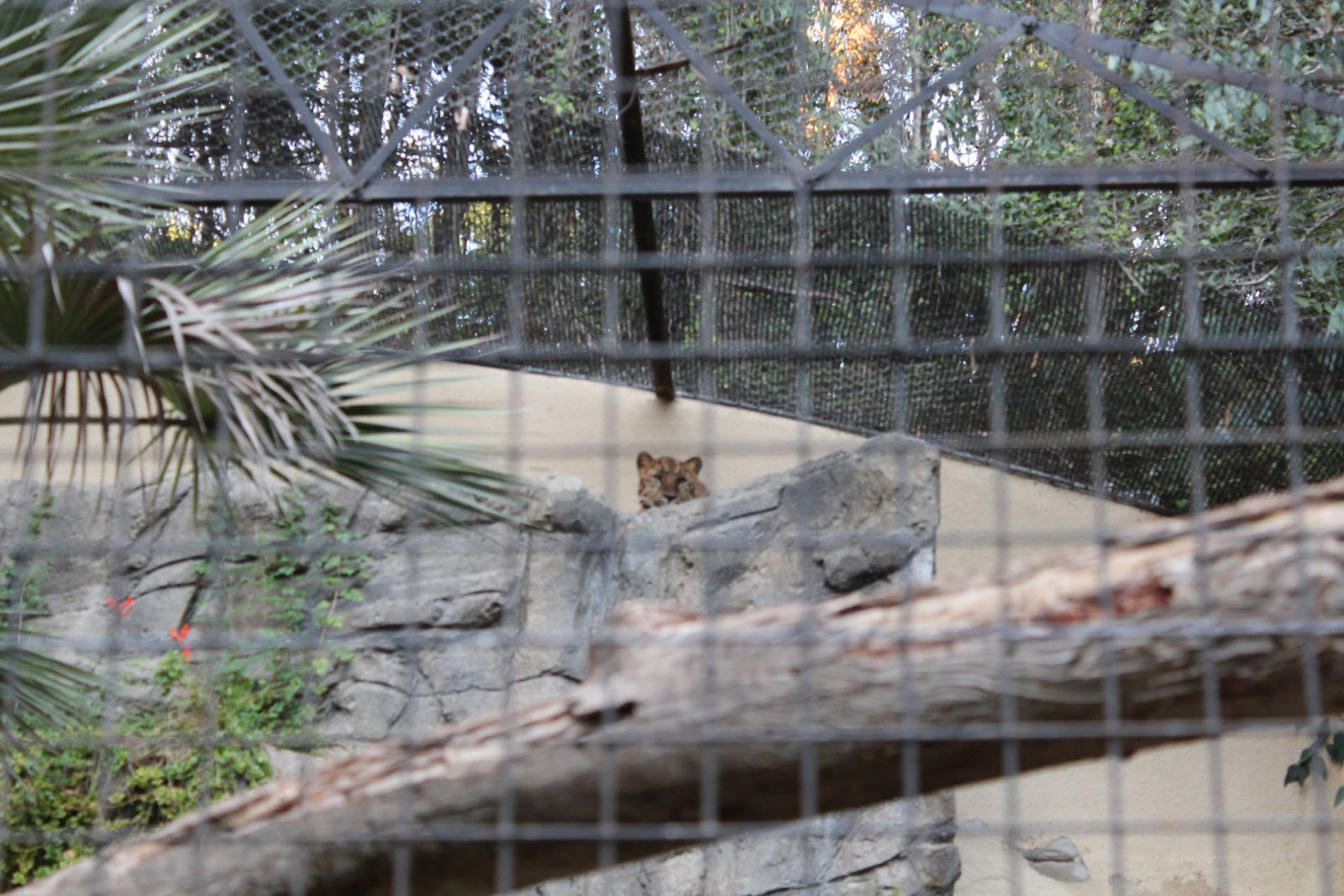 San Diego Zoo Part II 194